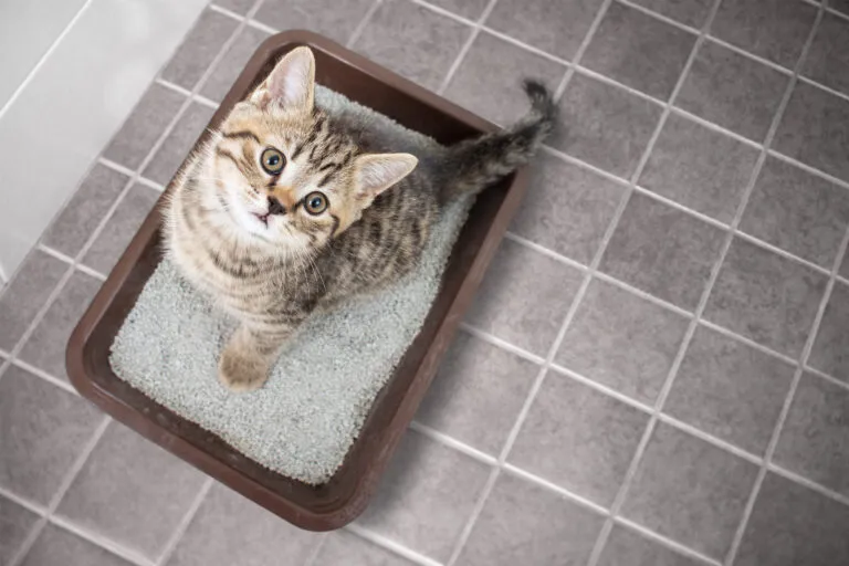 Katt uppifrån sittande i kattlåda med sand på badrumsgolv