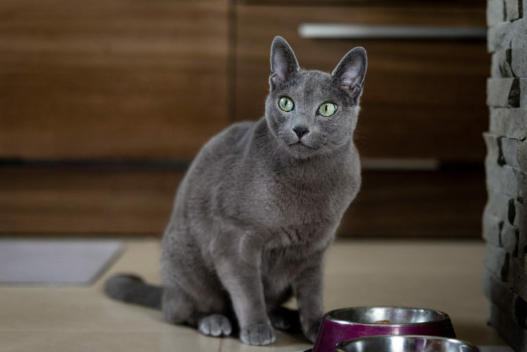 Russian blue