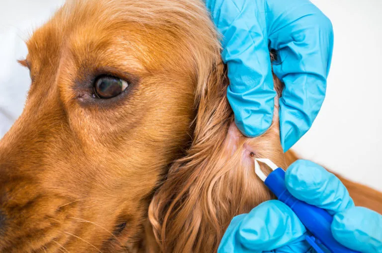 Borrelia fästingar hund