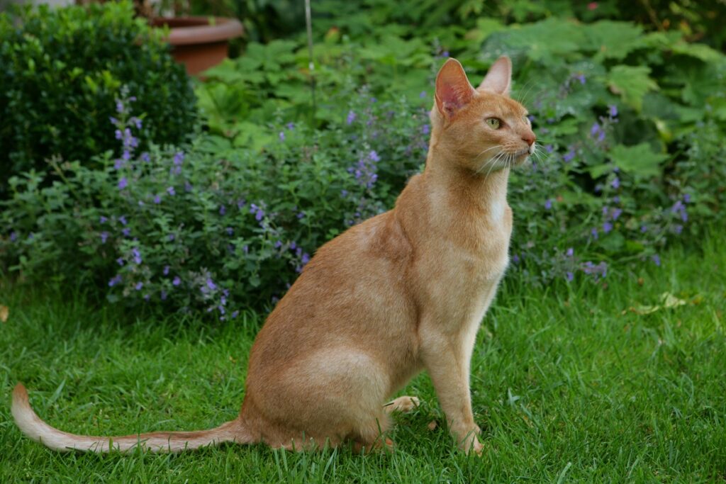 Abessinsk katt som sitter i gräset utomhus
