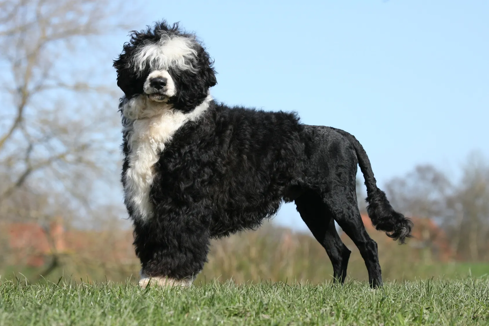 Portugisisk Vattenhund Karakt r gande Och Sk tsel Zooplus Magazine portugisisk-vattenhund-karakt-r-gande-och-sk-tsel-zooplus-magazine