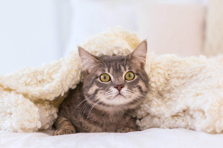 katze angst feuerwerk katt rädd fyrverkerier