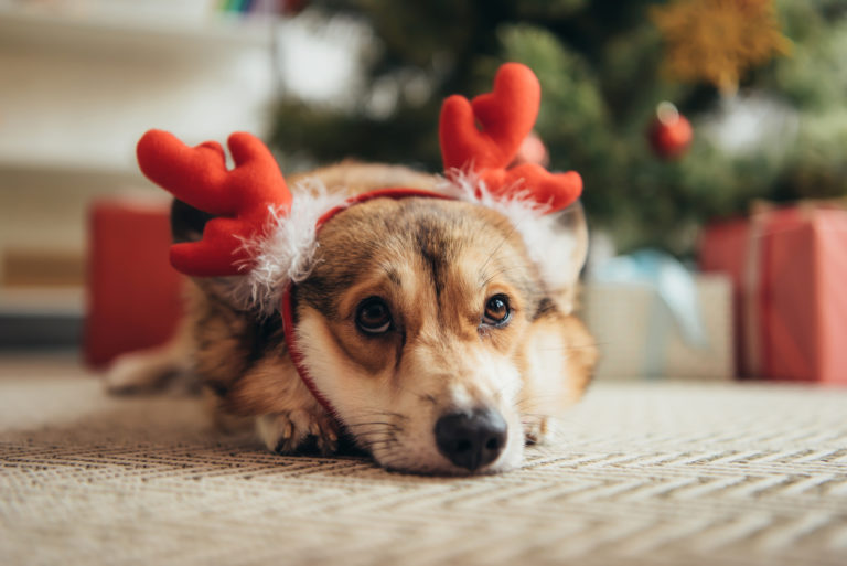 hund jul hund jul