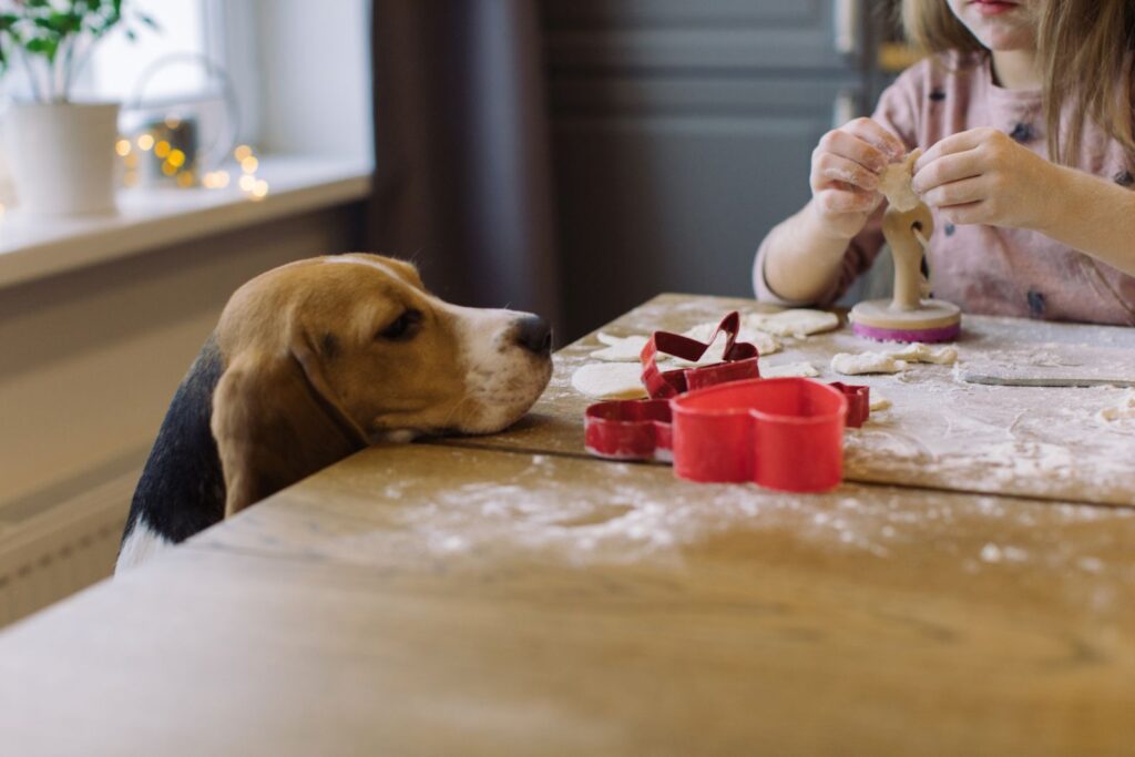 Under jul med hunden ska du gömma chokladen