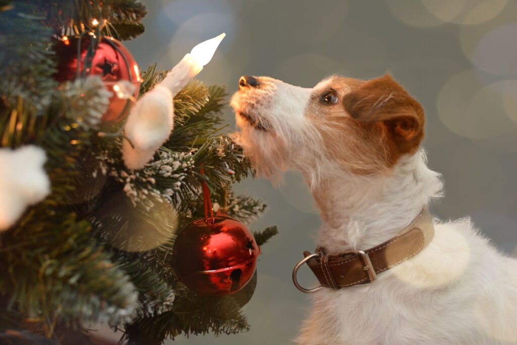 Jack Russell hund leker med ljusen i julgranen
