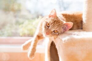 10 saker du behöver veta innan du skaffar katt