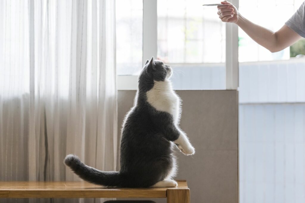 Clickertraining mit der Katze klickerträning med katt