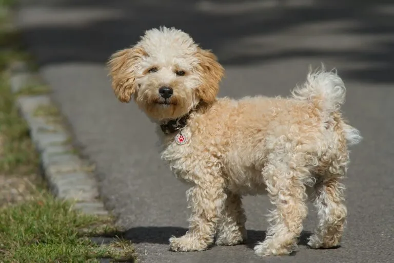 Högvinkelporträtt av Cavapoo-valp på väg