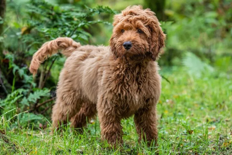 Brun cockapoo som står i skogen