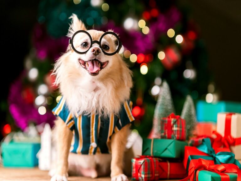 Julklappar för hund Julgåvor för hund