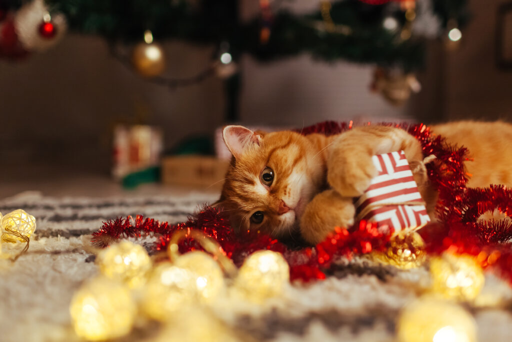 Katt med julpynt Katt leker med julpynt