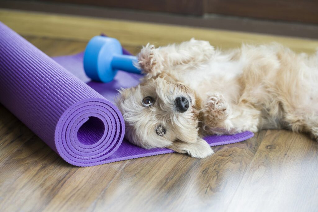 Ein Hund liegt auf einer Fitnessmatte.