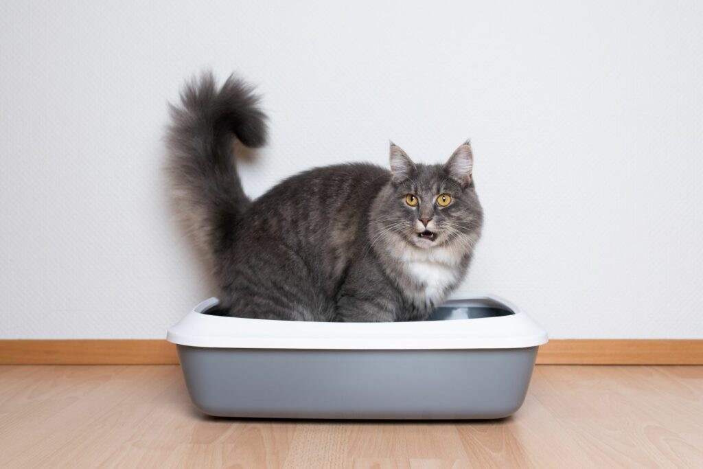 Katt i kattlåda Kattlåda utan tak