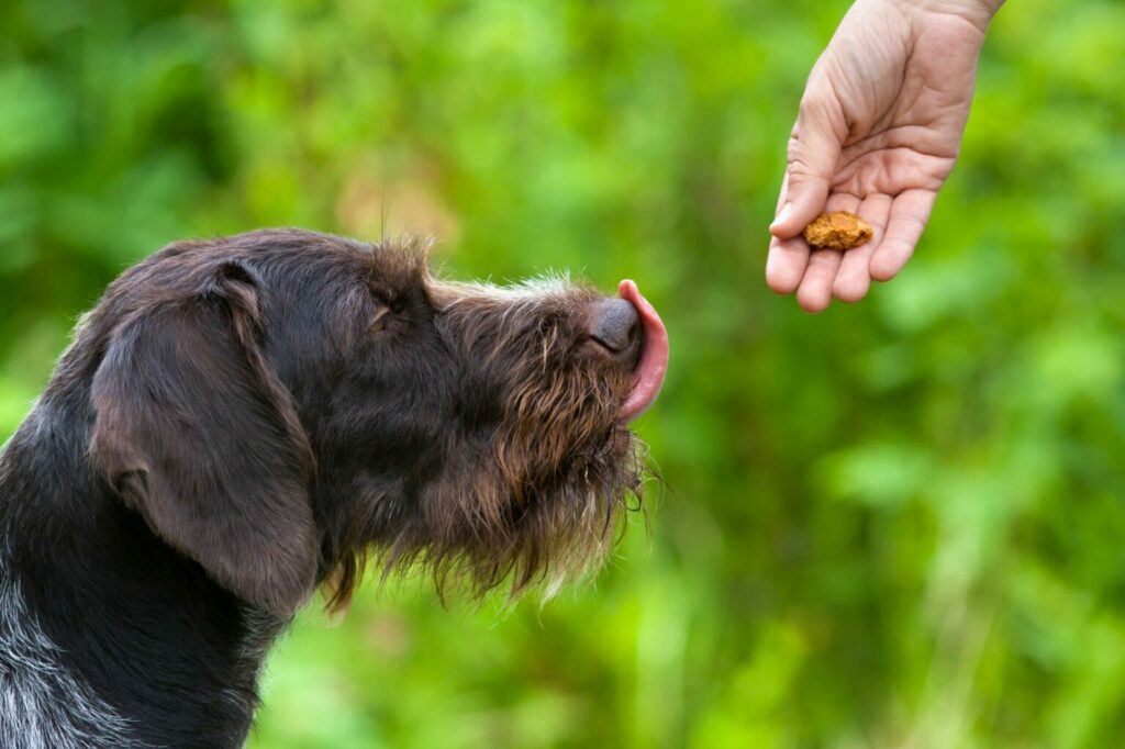 hund överviktig hund överviktig