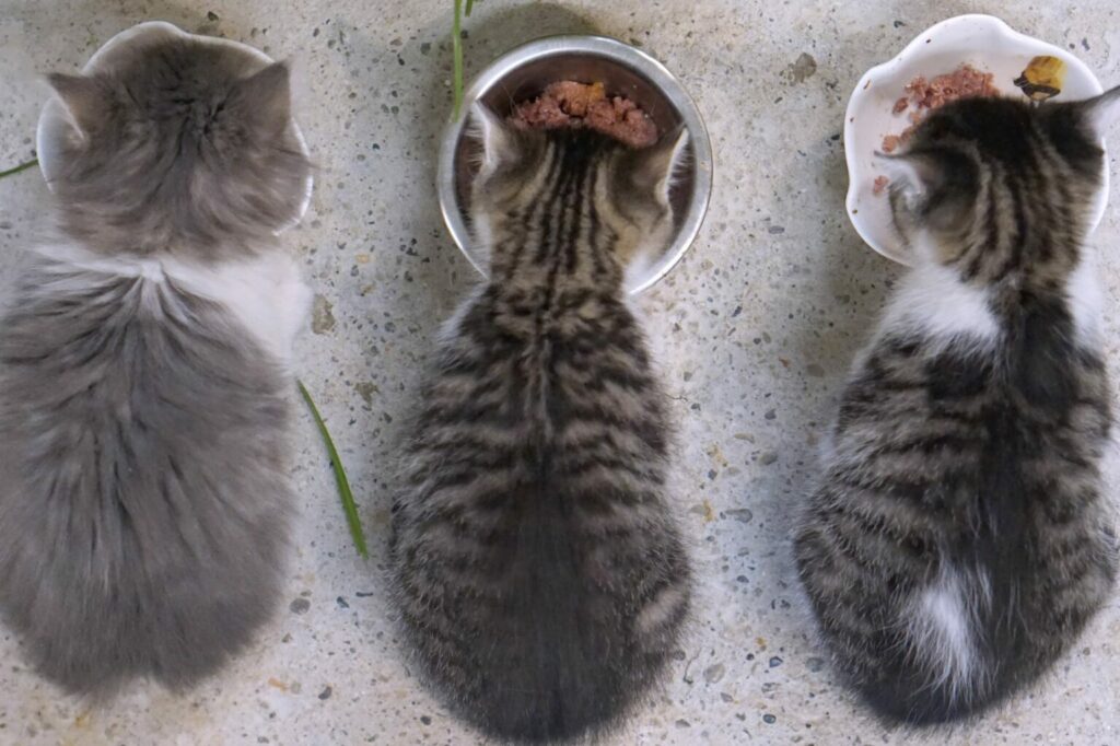 utfodring av kattungar utfodring av kattungar