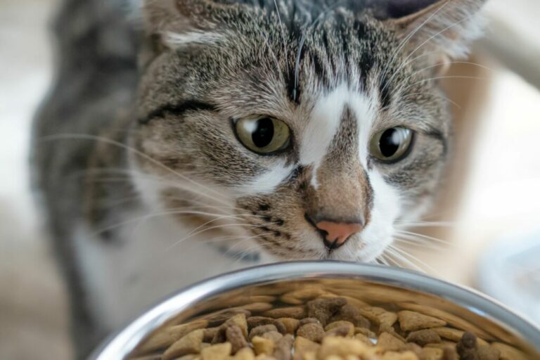 mat för din katt