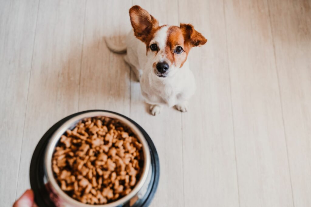 Beräkna fodermängd för hundar: så enkelt det | zooplus magasin