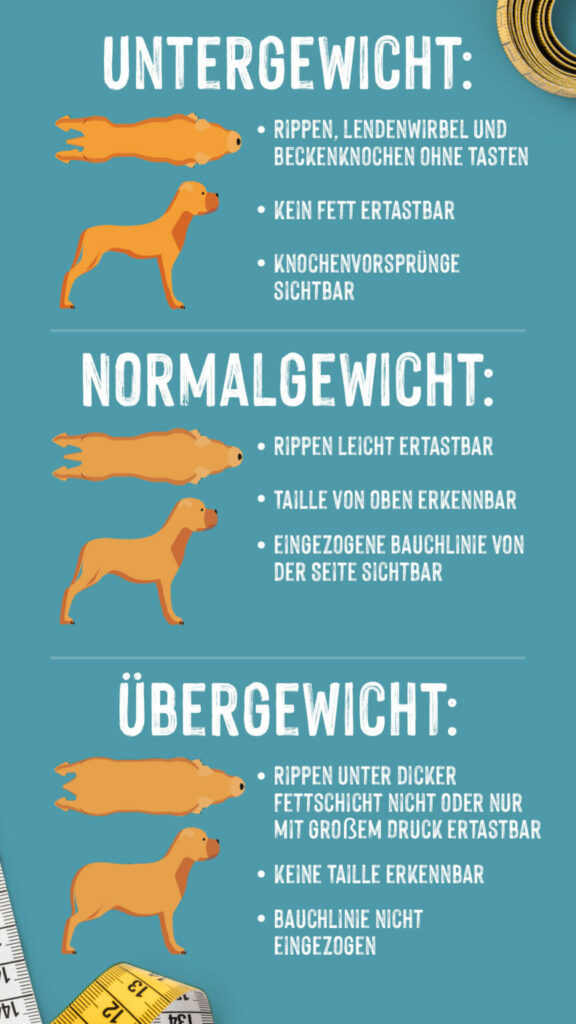 hund överviktig infograph