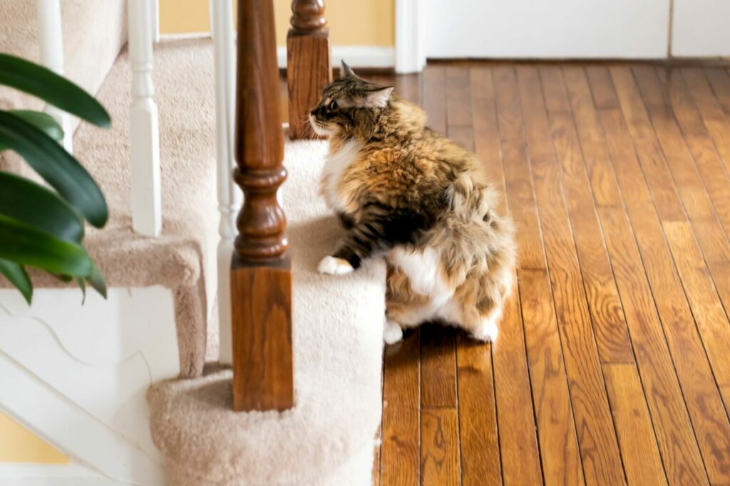 katt motionerar i trappan katt motionerar i trappan