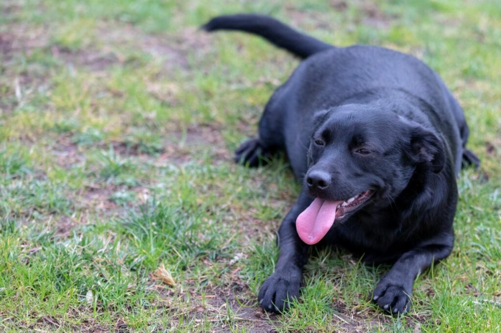 överviktig labrador överviktig labrador