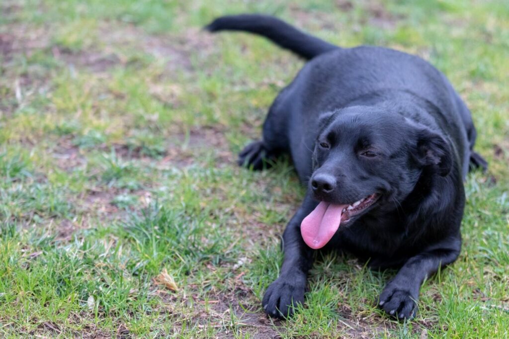 överviktig labrador