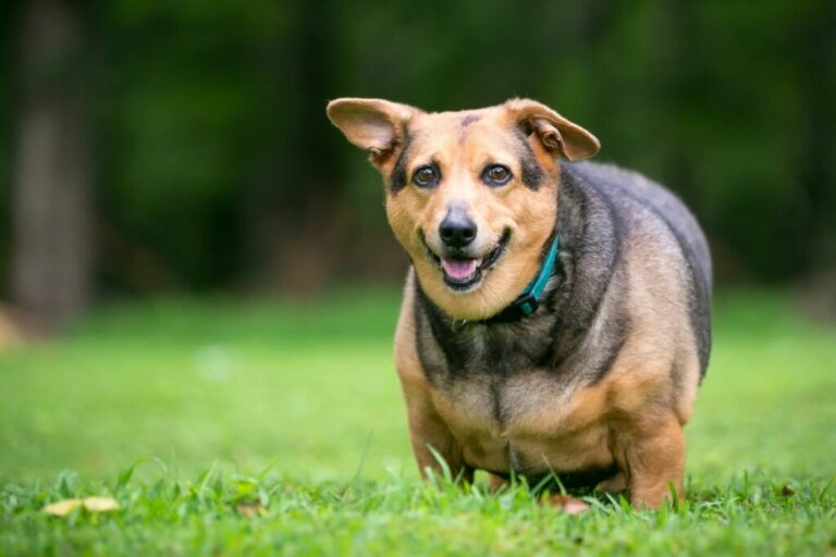 överviktig hund