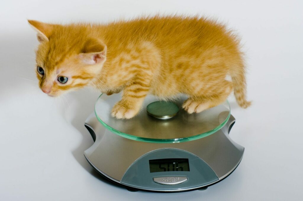 väga kattungar väga kattungar