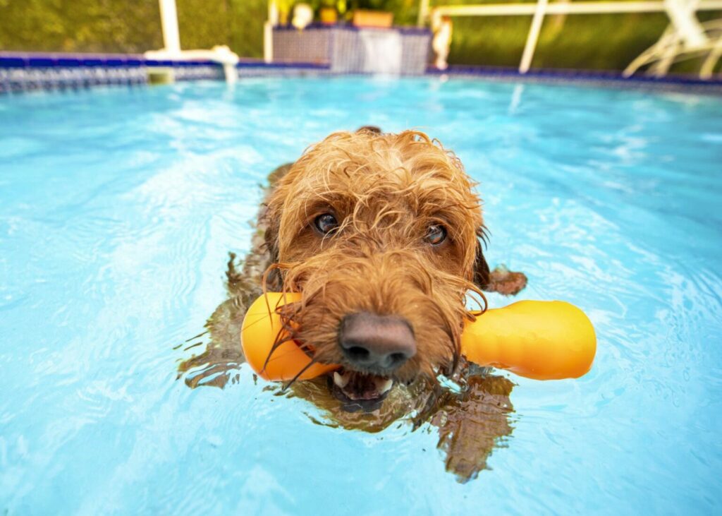 svalka hunden i poolen