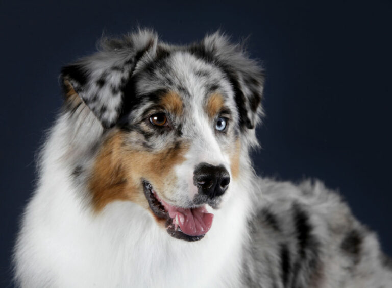 australian shepherd