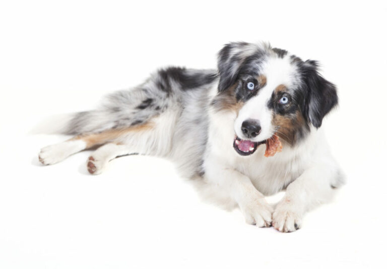 Kostråd för australian shepherd