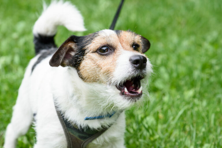 Hunden skäller