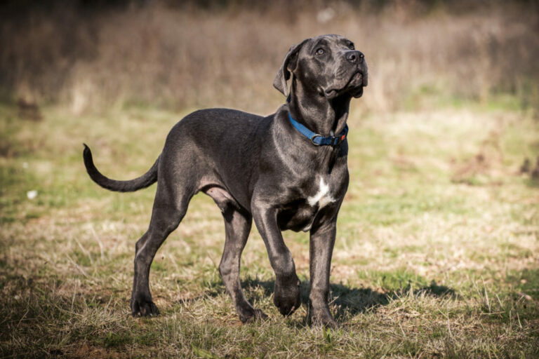 Cane Corso