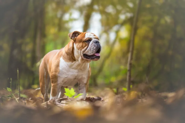 Engelsk bulldogg