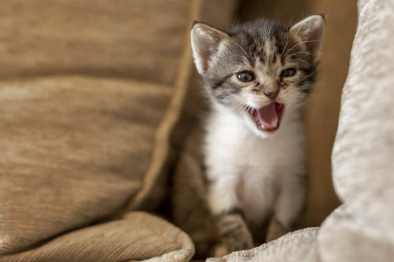 katten jamar på natten