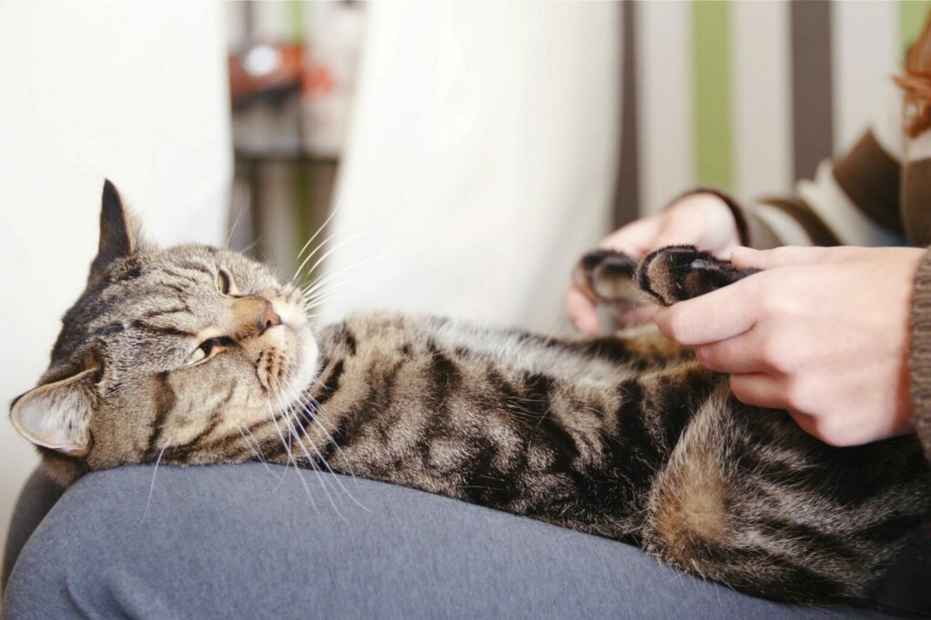 kattmassage kattmassage