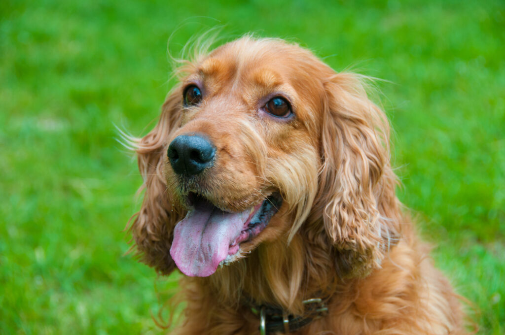 engelsk cocker spaniel