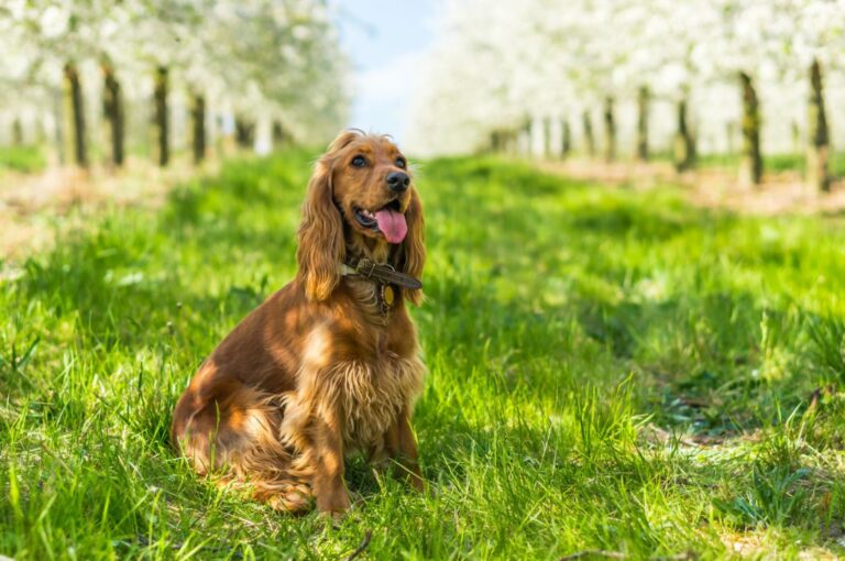 engelsk cocker spaniel