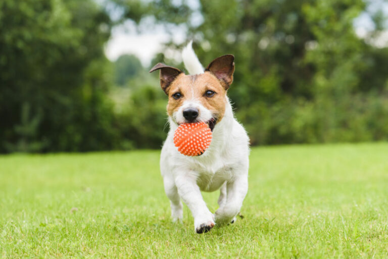 Lek rätt med hunden