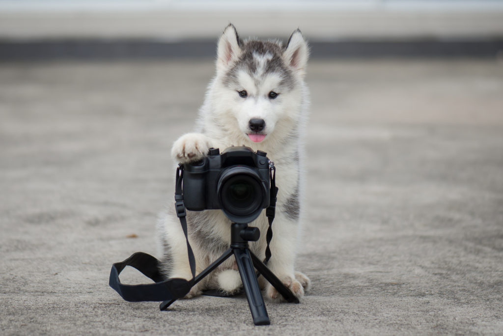 fotografera hund - hundfotografering