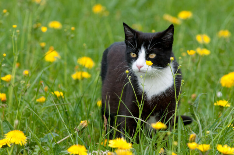 fästingar hos katter