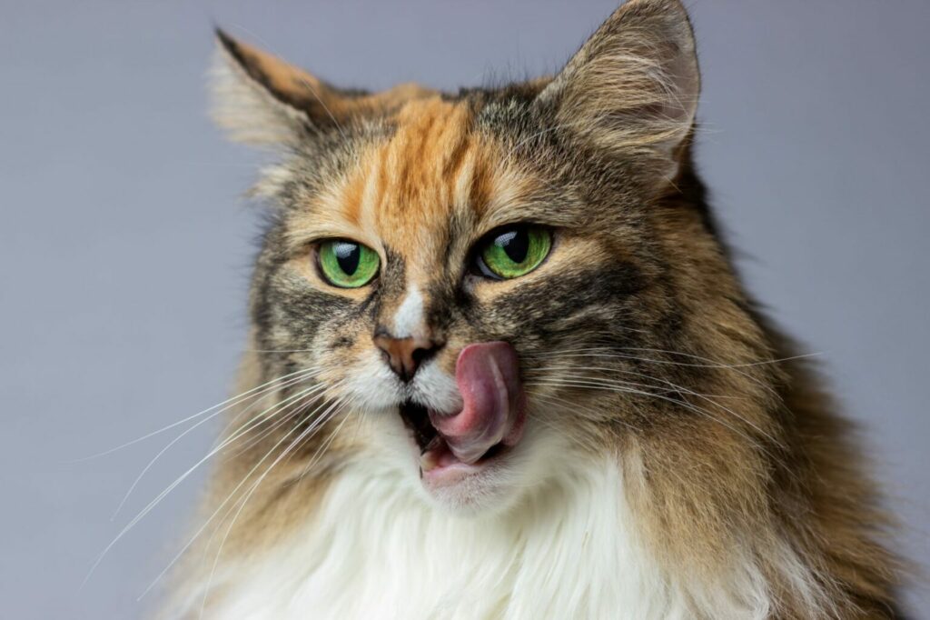 baka kattkex baka kattkex
