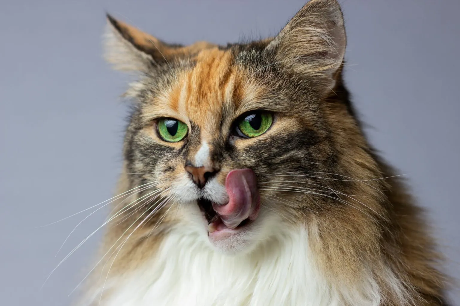 baka kattkex
