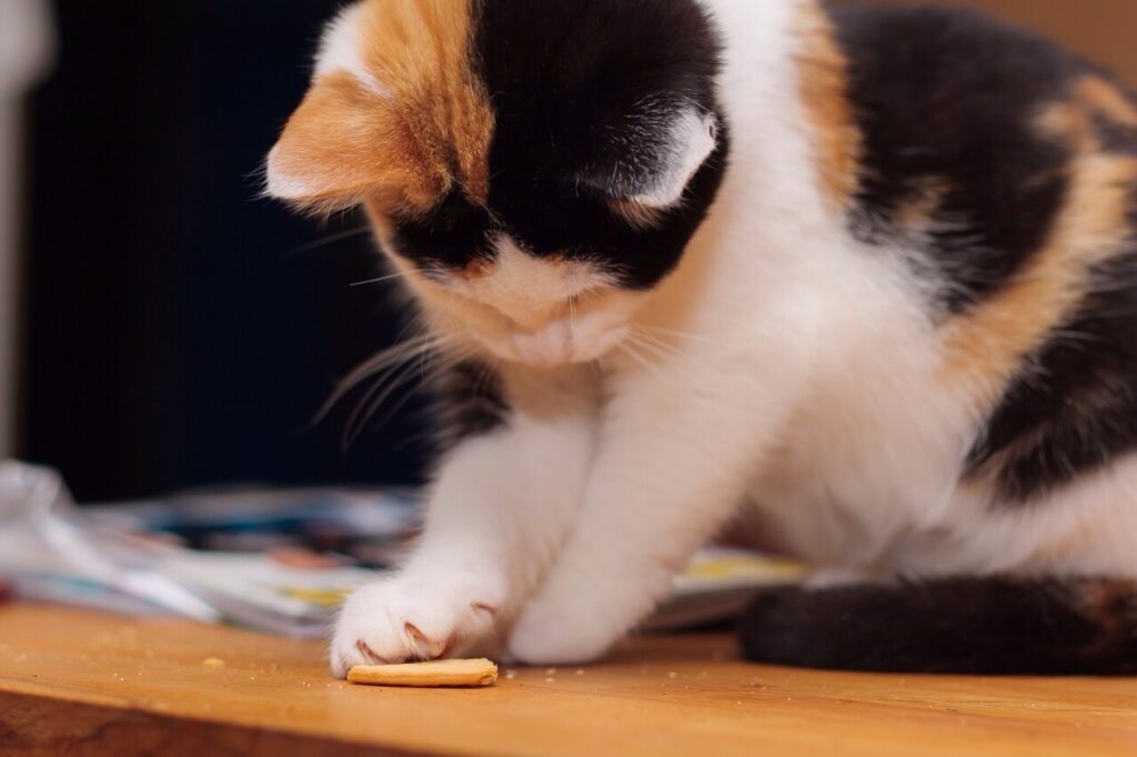 baka kattkex baka kattkex