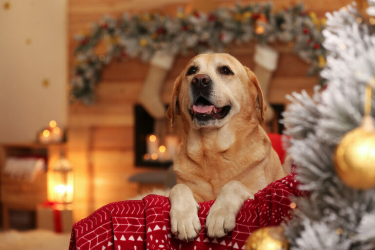 hund i julklapp