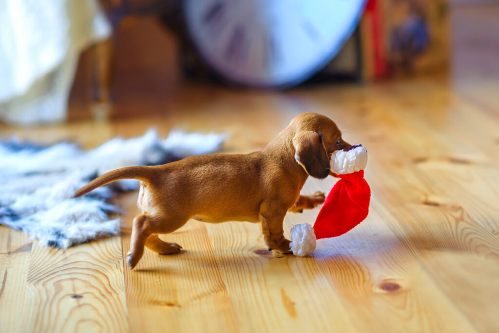 tax hund i julklapp