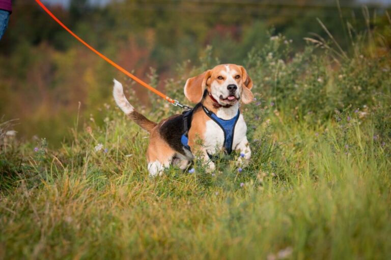 AdobeStock_173927648-1024×682 Mantrailing med hundar