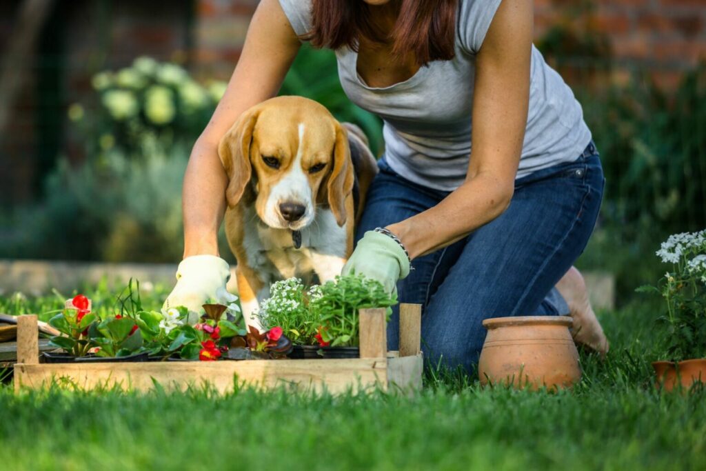 AdobeStock_209555450-1536×1024 hund gräver i trädgården
