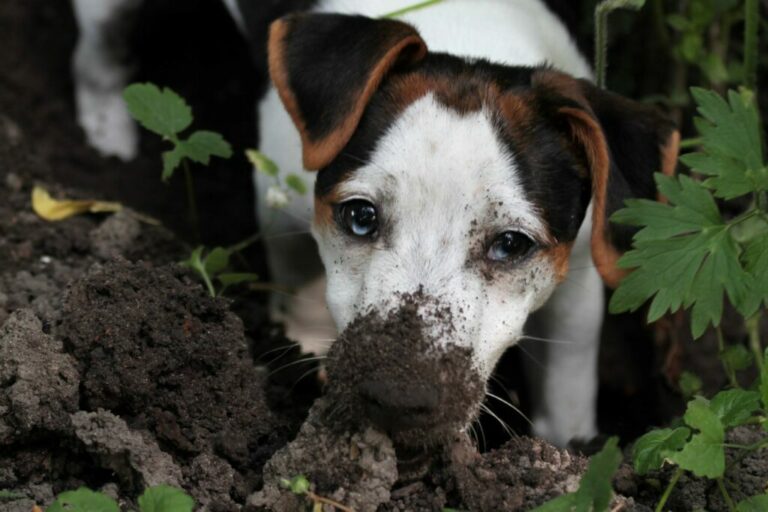 hund gräver i trädgården