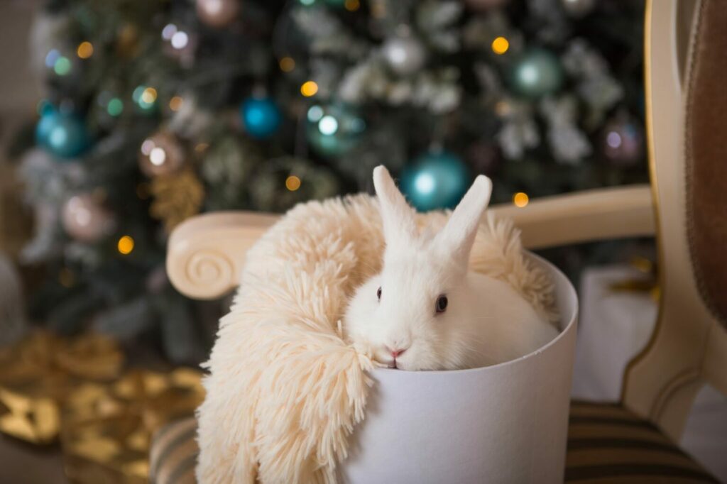 bettchen-kaninchen-weihnachten-1536×1023 jul för kaniner