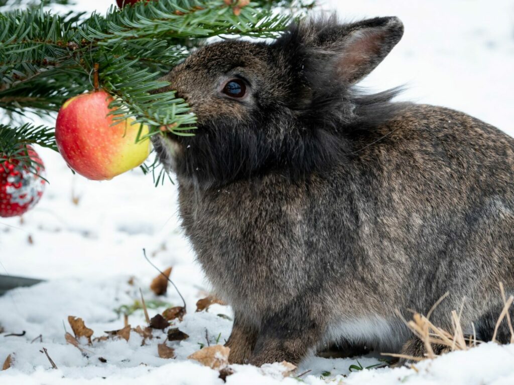 kaninchen-weihnachtsbaum-deko-1536×1152 Kanin